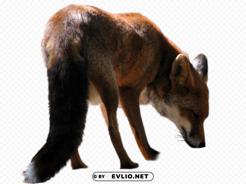 fox Isolated Character in Transparent PNG