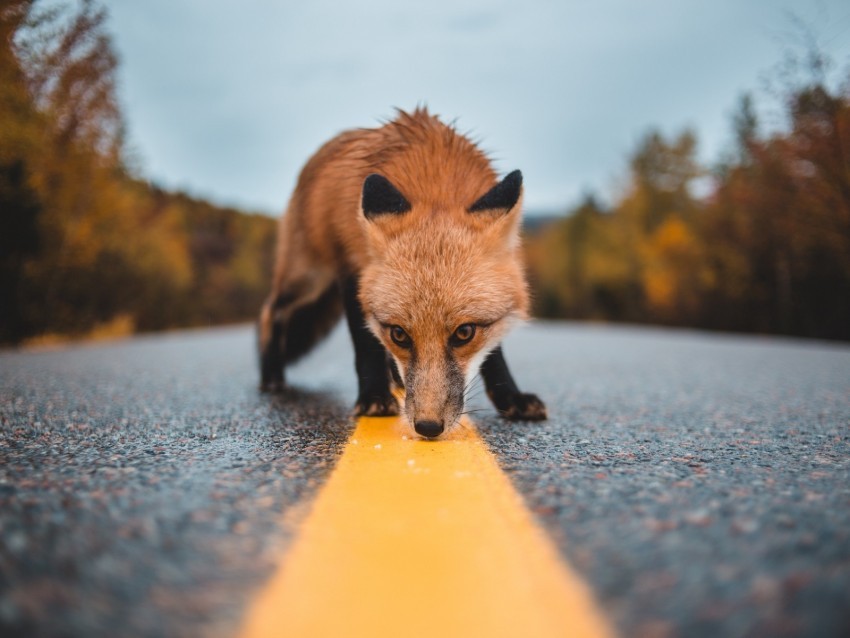 fox asphalt markup sniff curiosity wildlife Transparent PNG images database 4k wallpaper