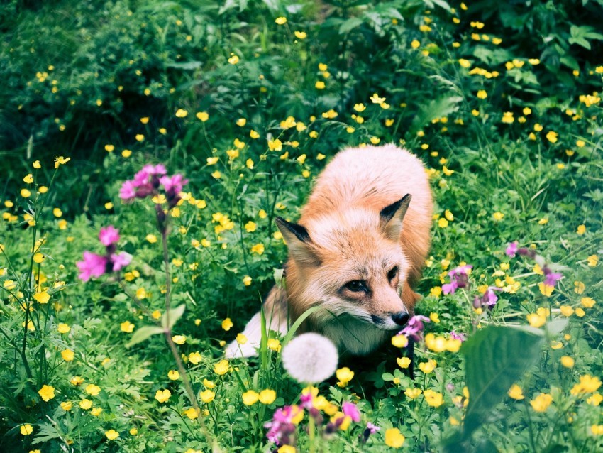 fox flowers grass wildlife beast No-background PNGs