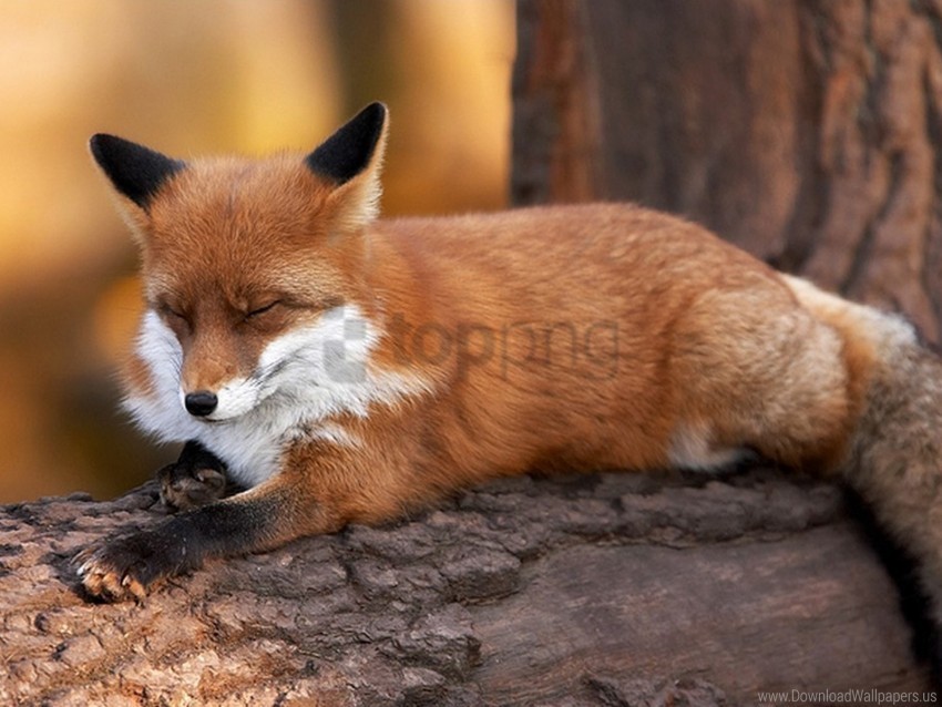 fox furry lying timber wallpaper PNG images with no background free download