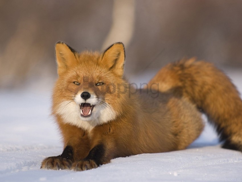 fox furry snow surprise tail wallpaper Free PNG images with transparent background