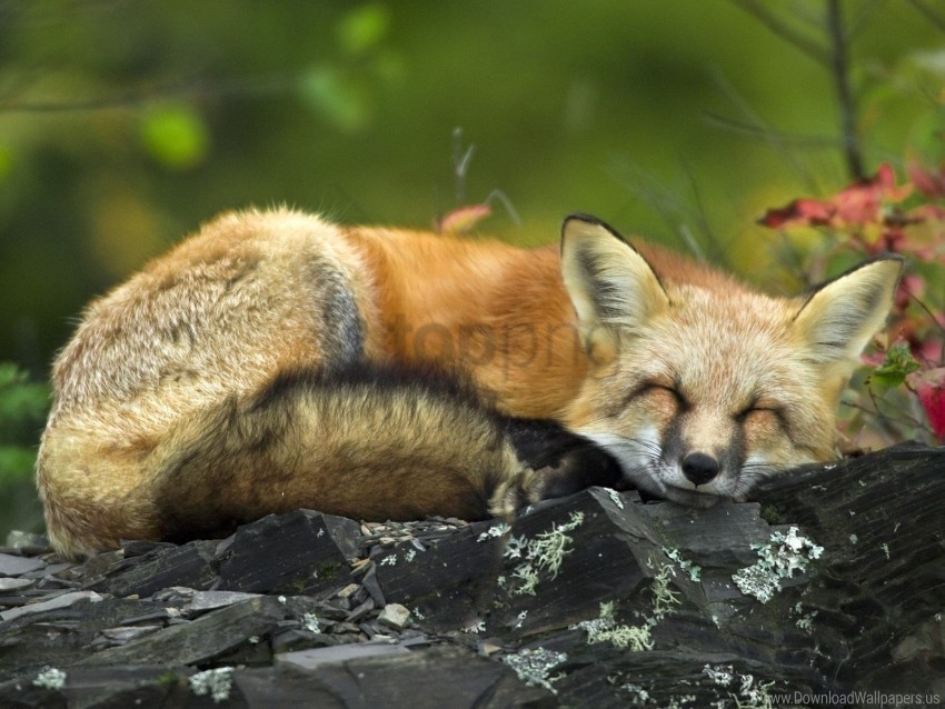 Fox Grass Lie Sleeping Wallpaper PNG Files With Clear Background Variety