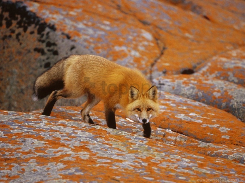 fox hide hunting rocks wallpaper Alpha channel transparent PNG