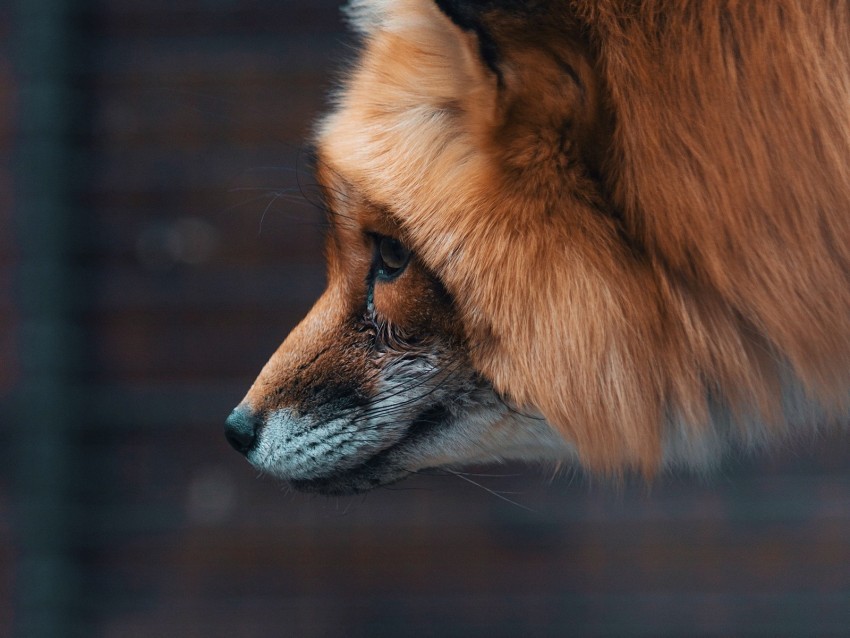 fox muzzle furry beast wildlife PNG for use