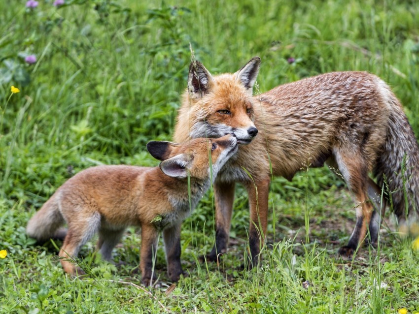 foxes cub mom family tenderness care cute Transparent PNG Object Isolation