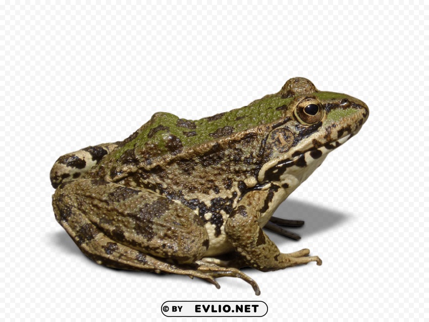 frog Isolated Icon in HighQuality Transparent PNG