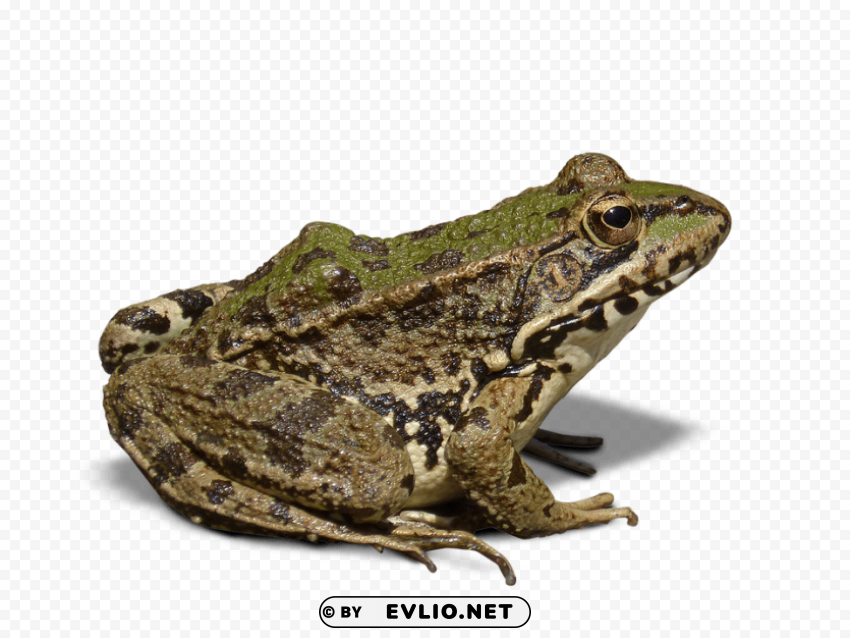 Frog Isolated Icon In HighQuality Transparent PNG