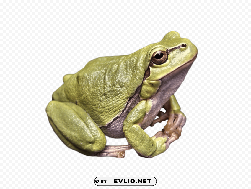 frog green Isolated Subject in Transparent PNG