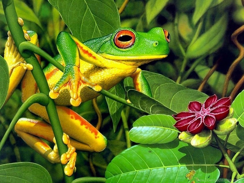 Frog Leaves Shrubs Wallpaper Transparent PNG Images For Graphic Design