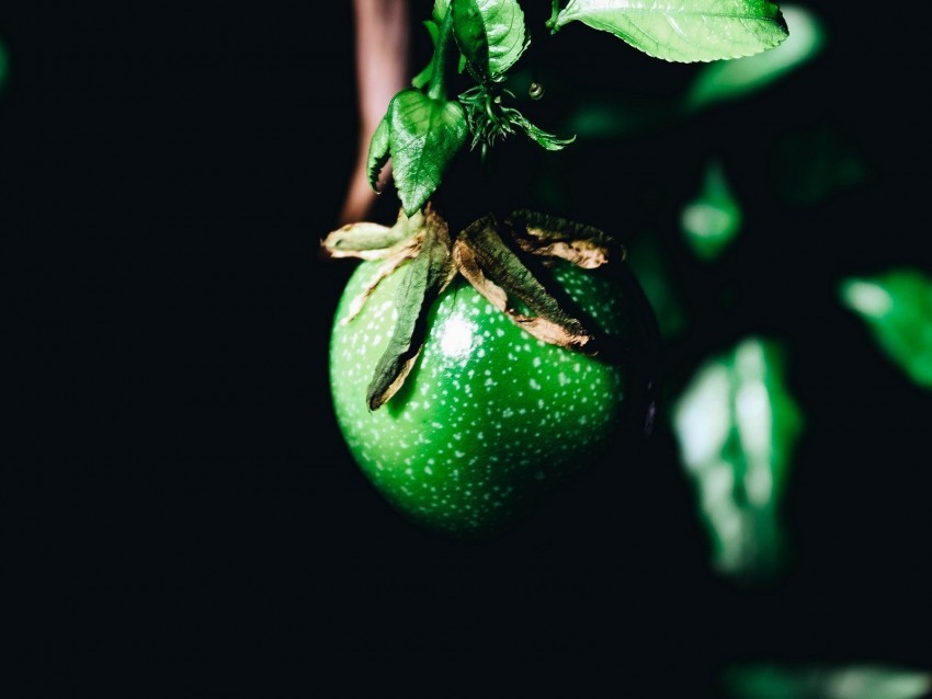 fruit green branch leaves plant Isolated Design on Clear Transparent PNG 4k wallpaper