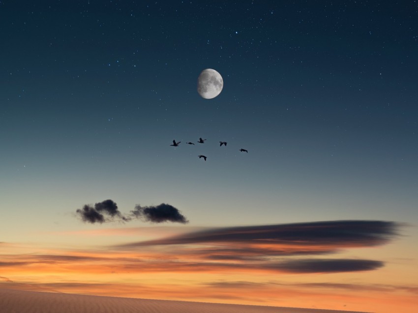 full moon birds desert starry sky Transparent Background Isolation in PNG Image