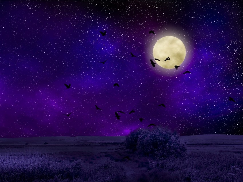 full moon starry sky birds night photoshop PNG Image Isolated with Clear Transparency