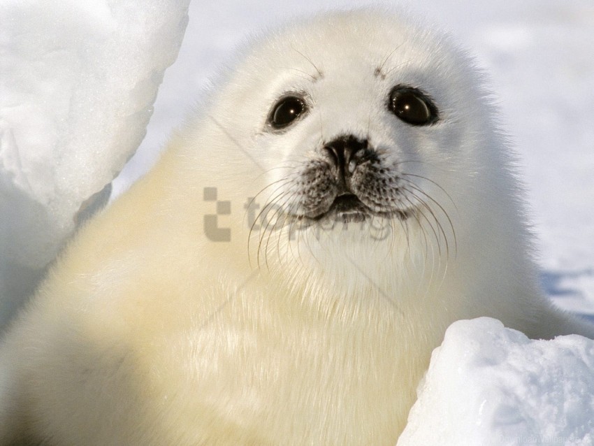 funny kid seal white wallpaper Transparent Background Isolated PNG Design Element