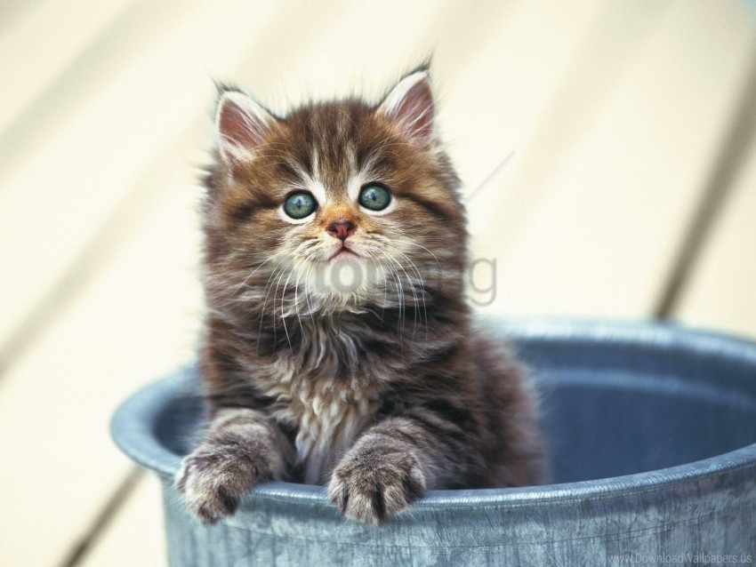 furry kitten sitting wallpaper Isolated Subject with Clear Transparent PNG