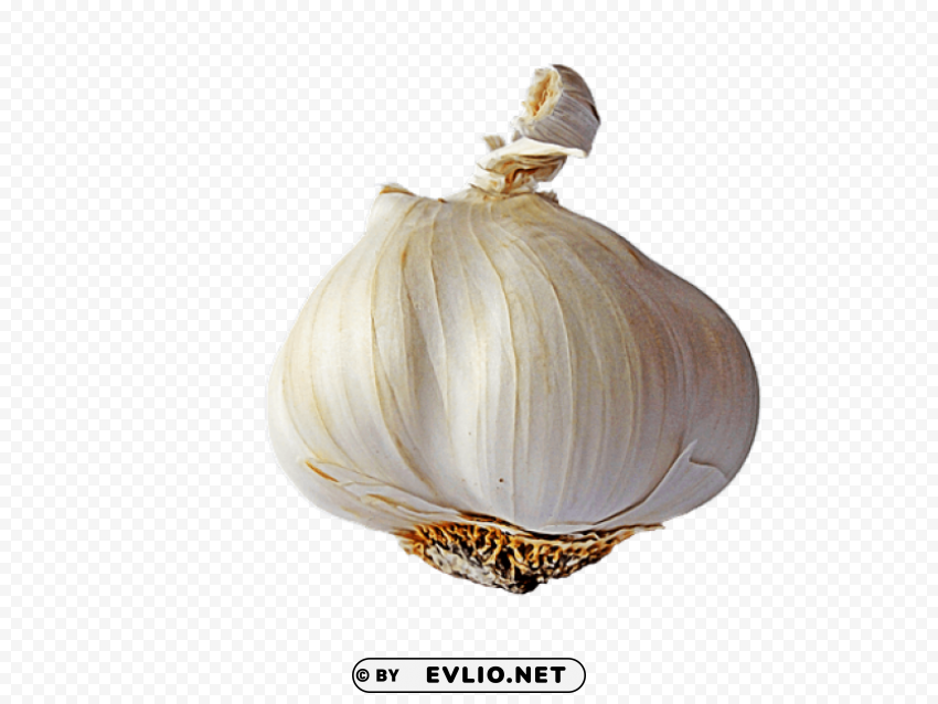 garlic Clear PNG graphics free