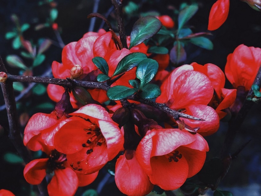 geranium flowers flowering branch petals leaves PNG images for mockups