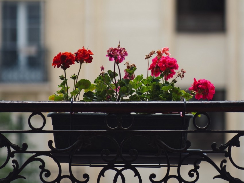 geranium flowers pot plant balcony PNG for online use 4k wallpaper