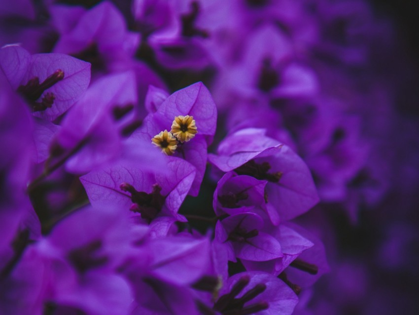 geranium flowers purple inflorescences macro Transparent Background Isolation of PNG