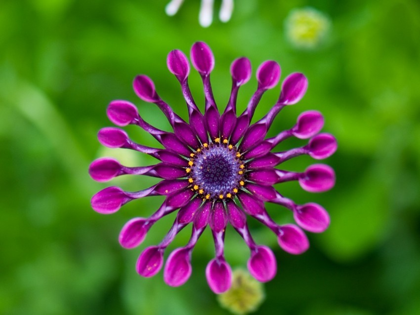 gerbera flower macro pinwheel purple PNG clear background