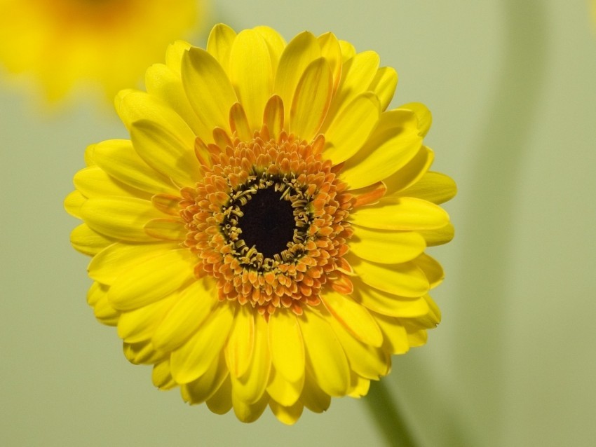 gerbera flower yellow bloom closeup HighQuality Transparent PNG Isolated Art