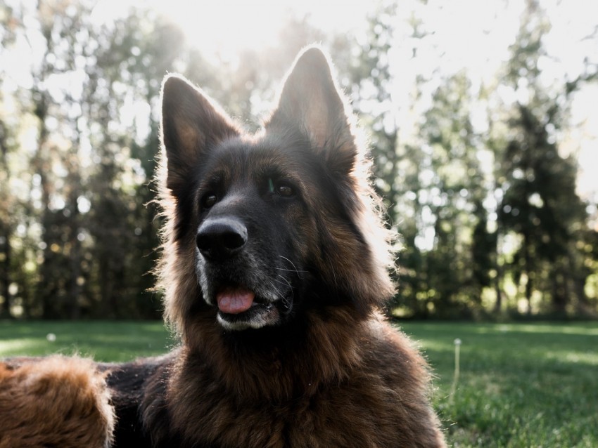 german shepherd dog tongue protruding pet animals Isolated Subject on HighQuality Transparent PNG