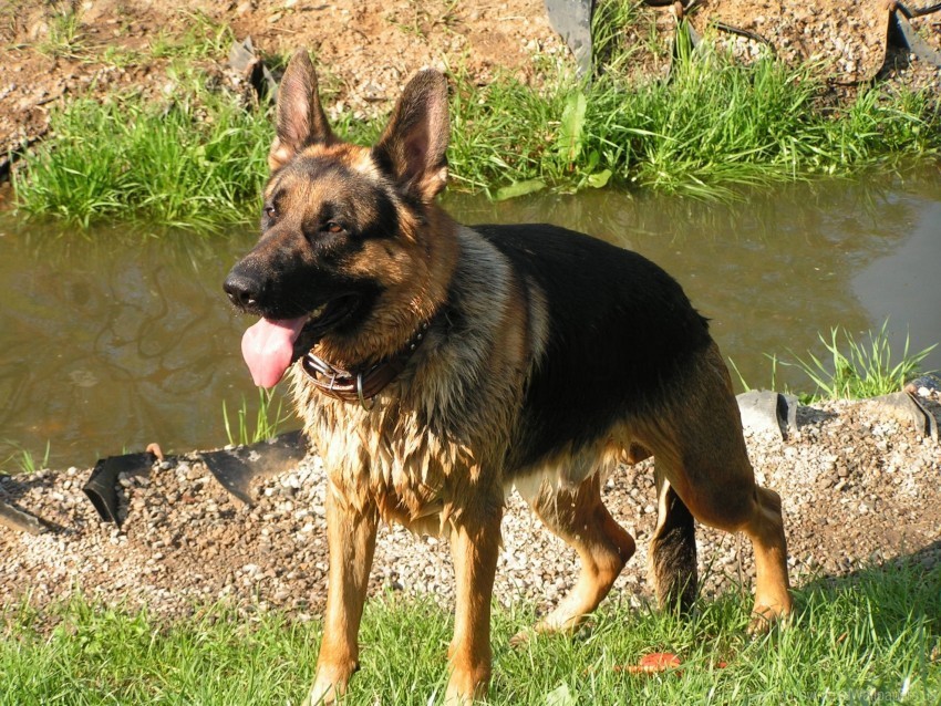 german shepherd grass mud river wet wallpaper PNG Image with Clear Background Isolation