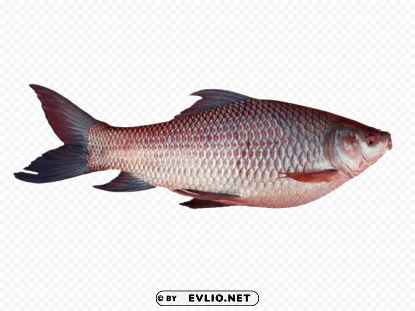 ghol fish Free PNG images with transparent layers compilation