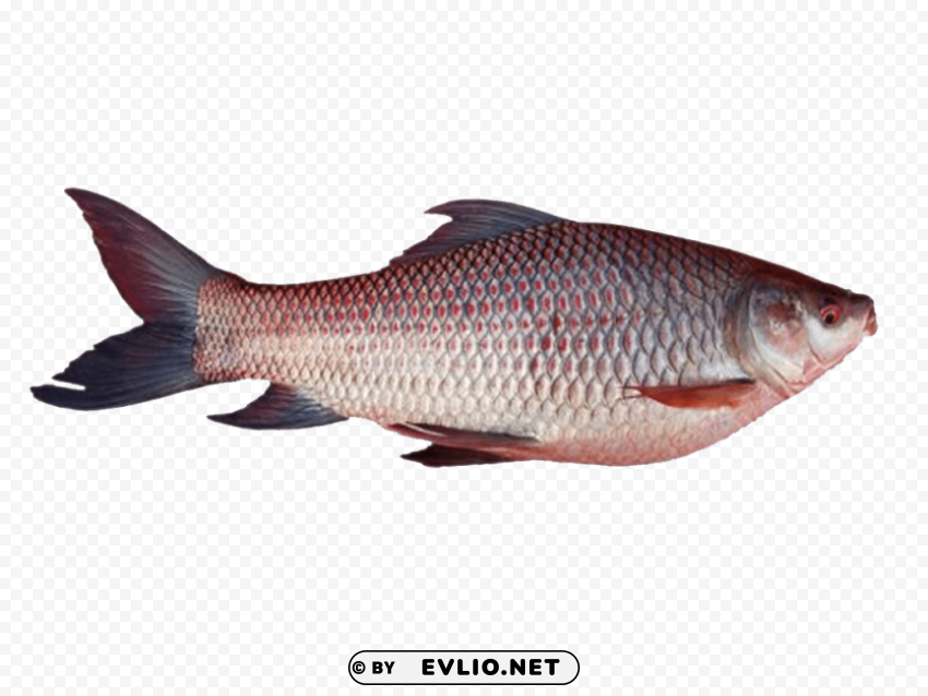 Ghol Fish Free PNG Images With Transparent Layers Compilation