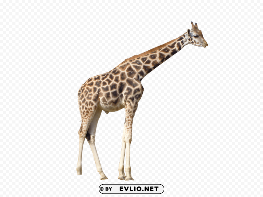 giraffe Free PNG images with alpha channel set png images background - Image ID 2fb5ce79