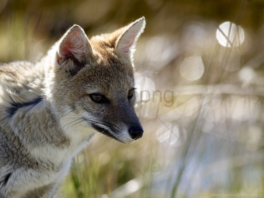 Glare Korsak Steppe Fox Wallpaper PNG Object Isolated With Transparency