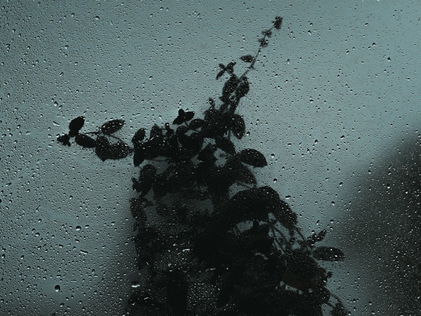 glass wet drops bush dark Transparent PNG images for graphic design
