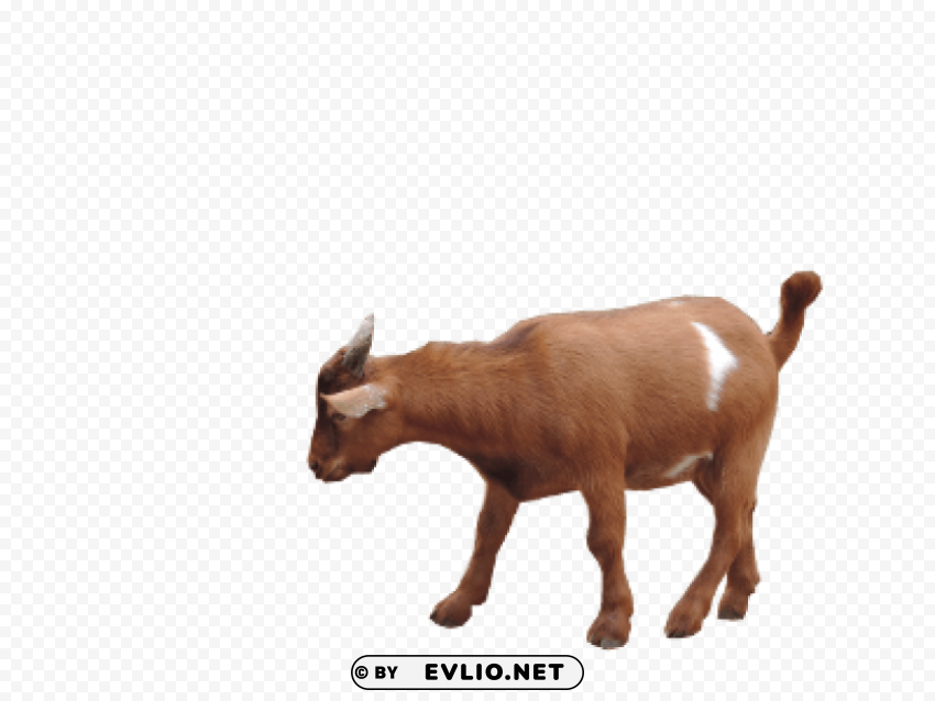 goat Free PNG transparent images