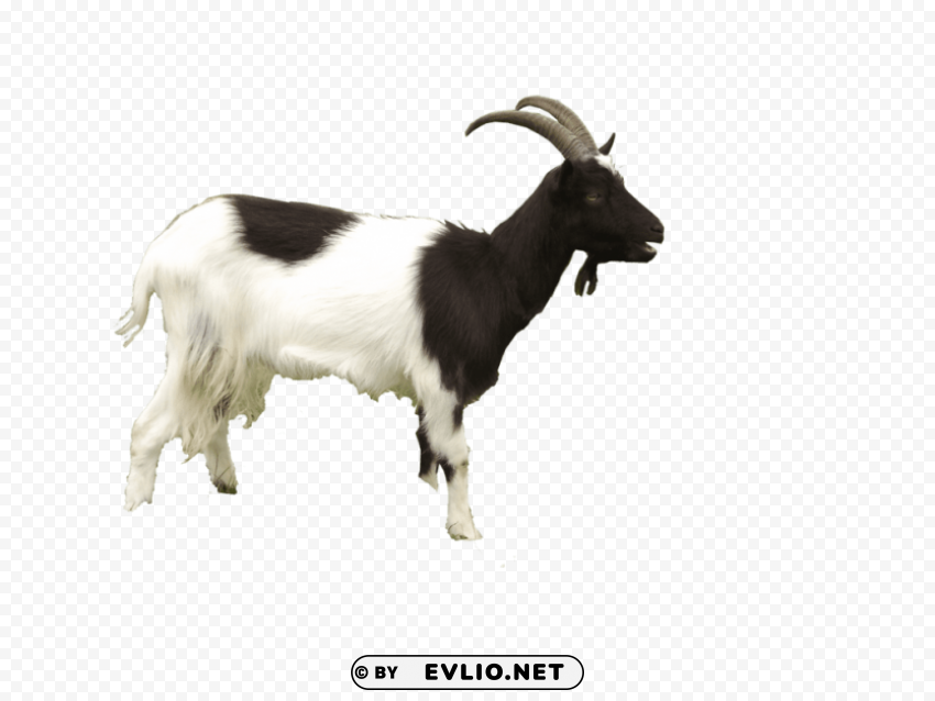 goat Transparent PNG image