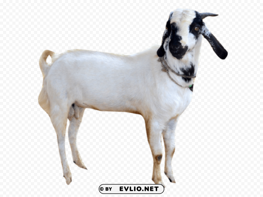 goat s Transparent PNG images for digital art