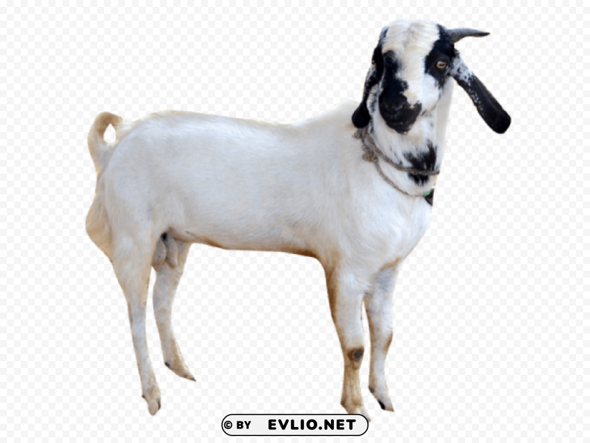 goat s Transparent PNG images for digital art png images background - Image ID b6f0d95b