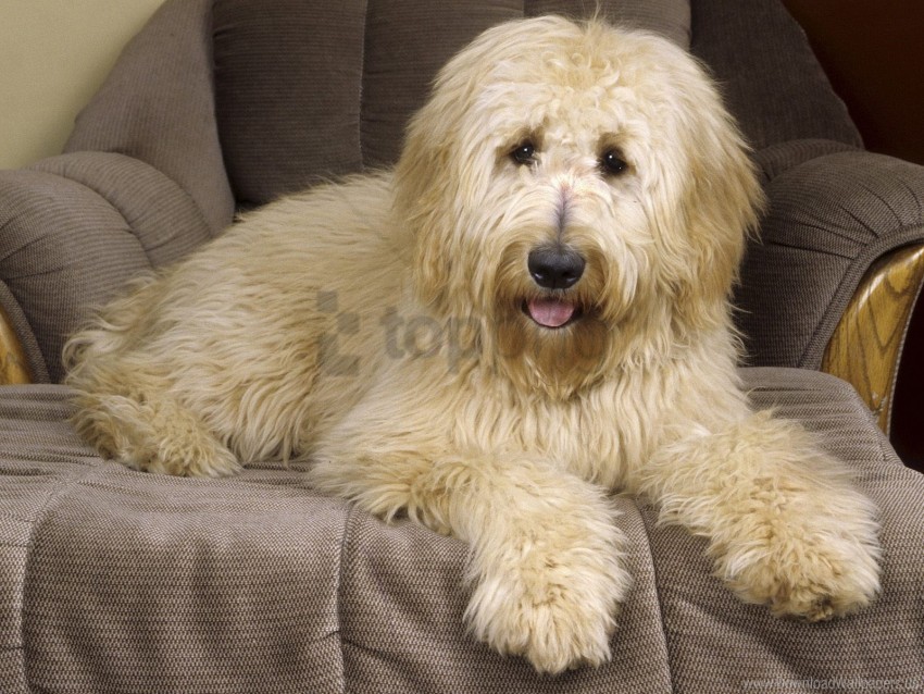 goldendoodle wallpaper Isolated PNG Item in HighResolution