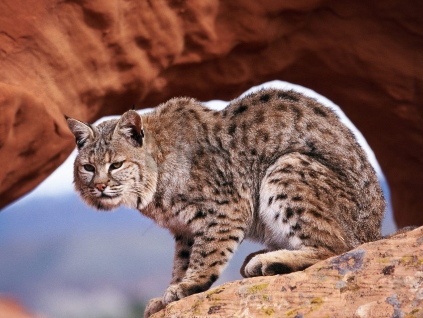 gorge lynx predator rocks wallpaper Isolated Design Element in HighQuality Transparent PNG
