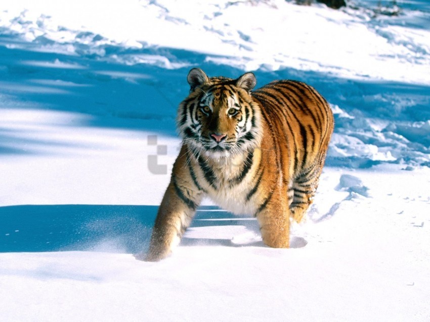 grace majestic siberian tiger wallpaper PNG files with clear background bulk download