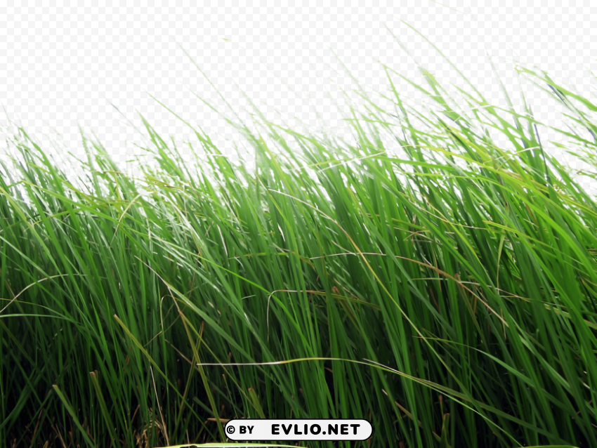 grass HighResolution Isolated PNG with Transparency