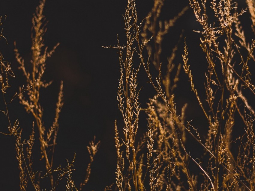 grass branches blur dark Clear PNG image 4k wallpaper