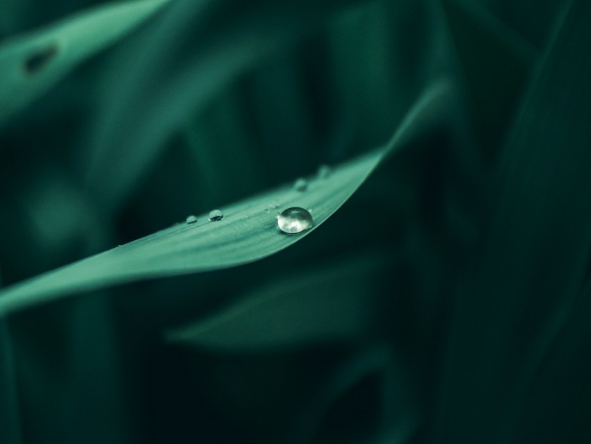 grass dew drops wet plant green macro PNG Image with Transparent Isolated Graphic Element