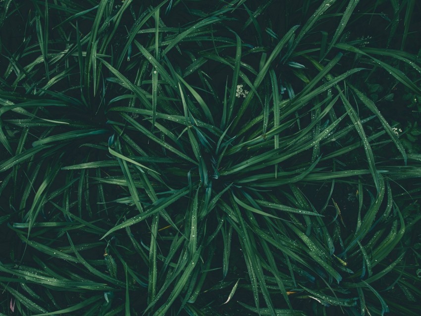 grass drops dew moisture green PNG images without BG 4k wallpaper