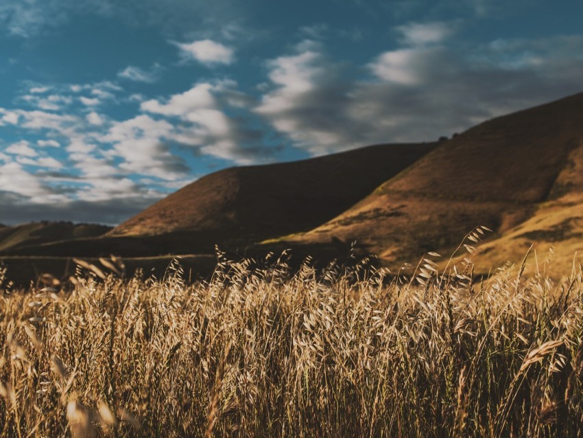 grass ears sky wind PNG files with no backdrop pack 4k wallpaper