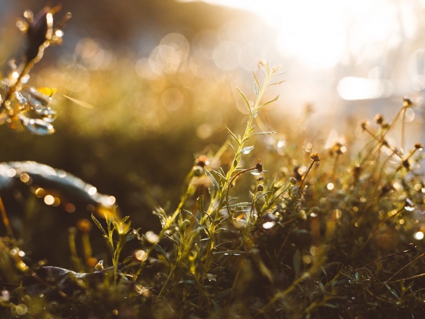 grass glare blur sunlight PNG transparent graphic