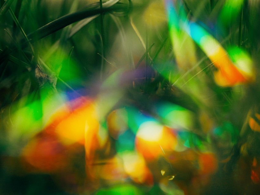 grass glare bokeh colorful macro PNG for educational projects