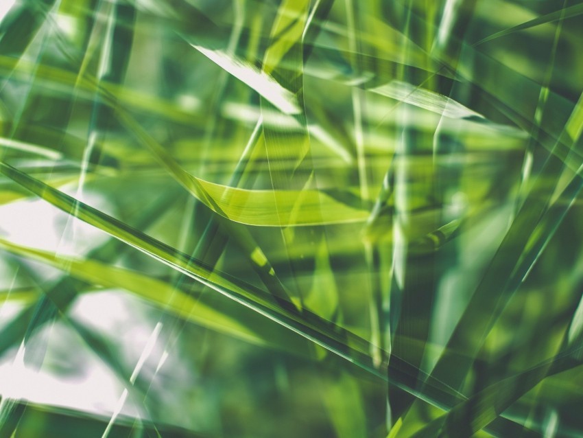 grass green macro blur PNG Graphic with Clear Isolation 4k wallpaper