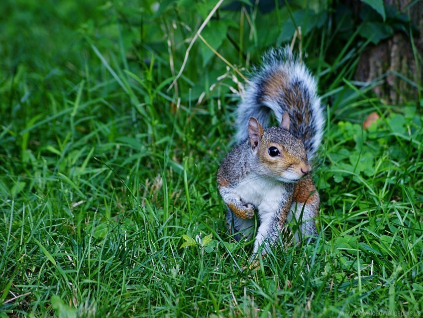 Grass Green Squirrel Walk Wallpaper PNG With Clear Background Set