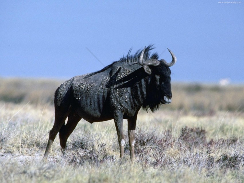 grass horn wildebeest wallpaper Isolated Item on HighQuality PNG