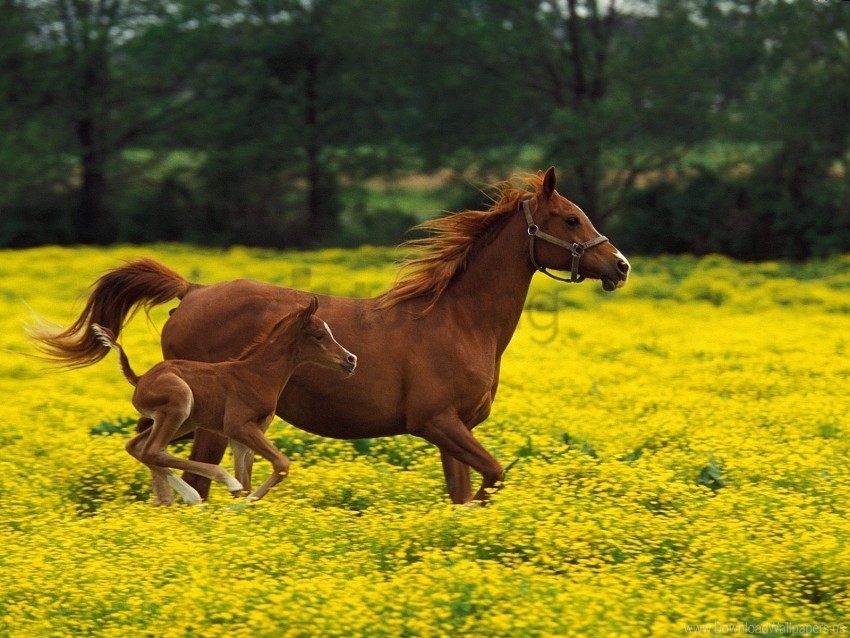 grass horse jump stallion wallpaper PNG images no background