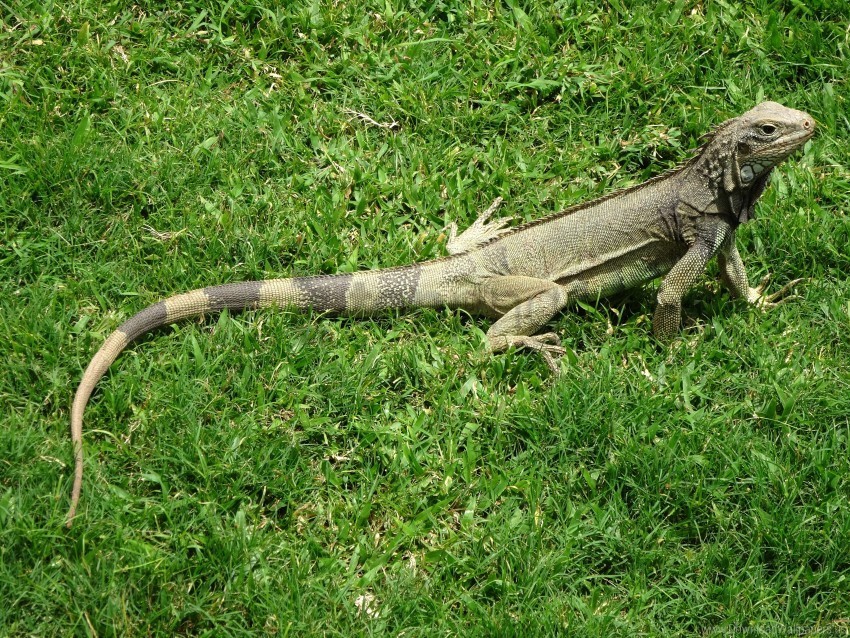 grass iguana lizard wallpaper Isolated Object on HighQuality Transparent PNG